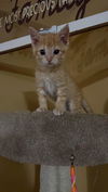 Shelby