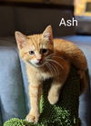 Ash