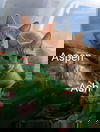 Ash