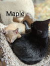 Maple