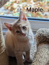 Maple