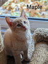 Maple