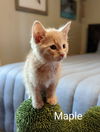 Maple