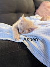 Aspen