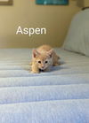 Aspen