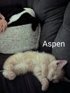 Aspen