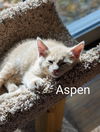 Aspen