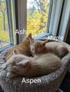 Aspen
