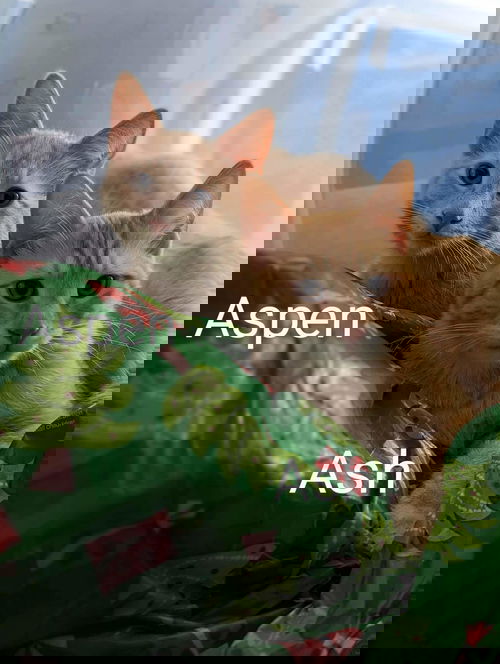 Aspen