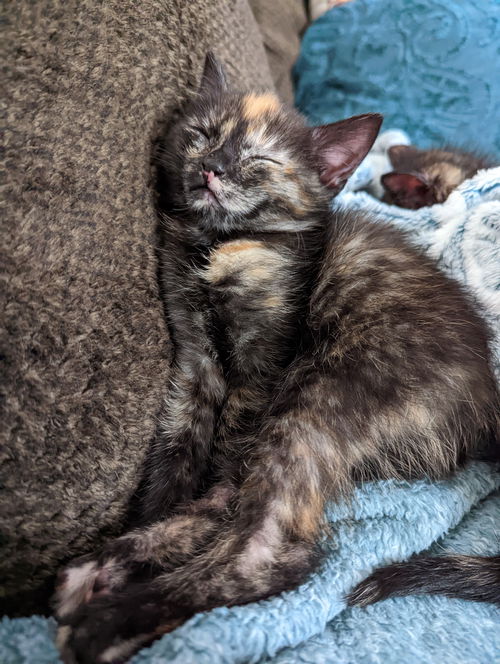 Willow