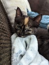 Willow