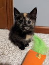 Willow