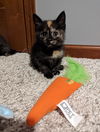 Willow
