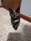 Willow