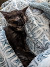 Hazel