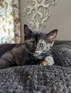 Hazel