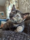 Hazel