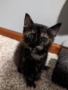 Hazel