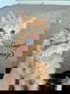 Ginger
