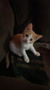 Cinnamon
