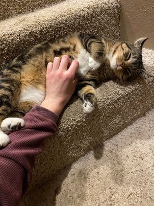 Tommy Boy