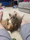 Elliot