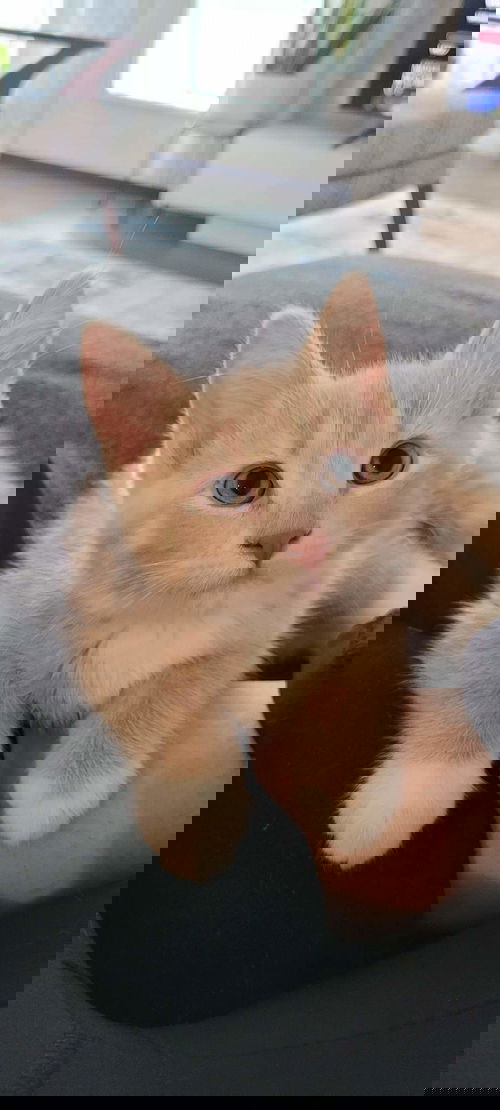 Elliot