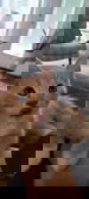 Elliot