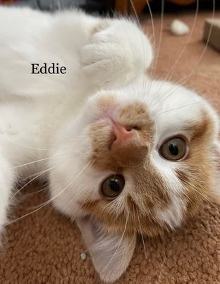 Eddie