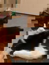 Bo