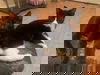 Bo