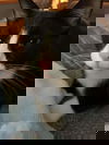 Bo