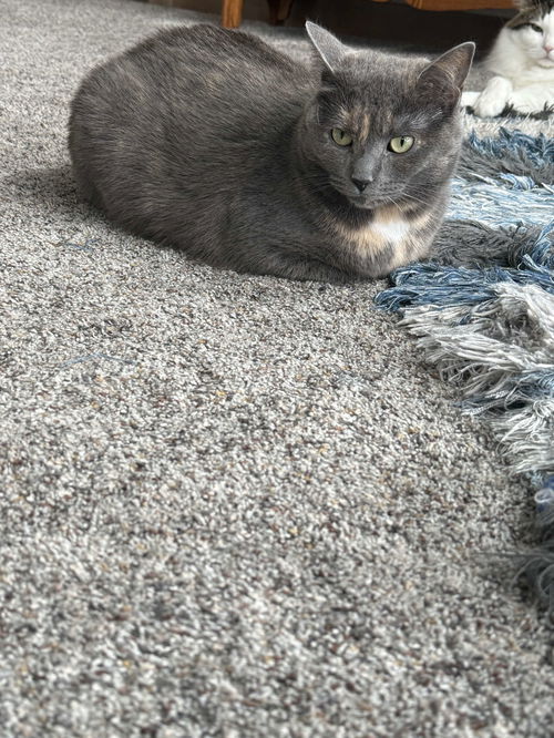 picture of the cat needing adoption