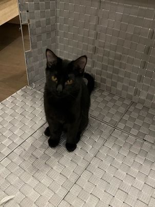 Sophie