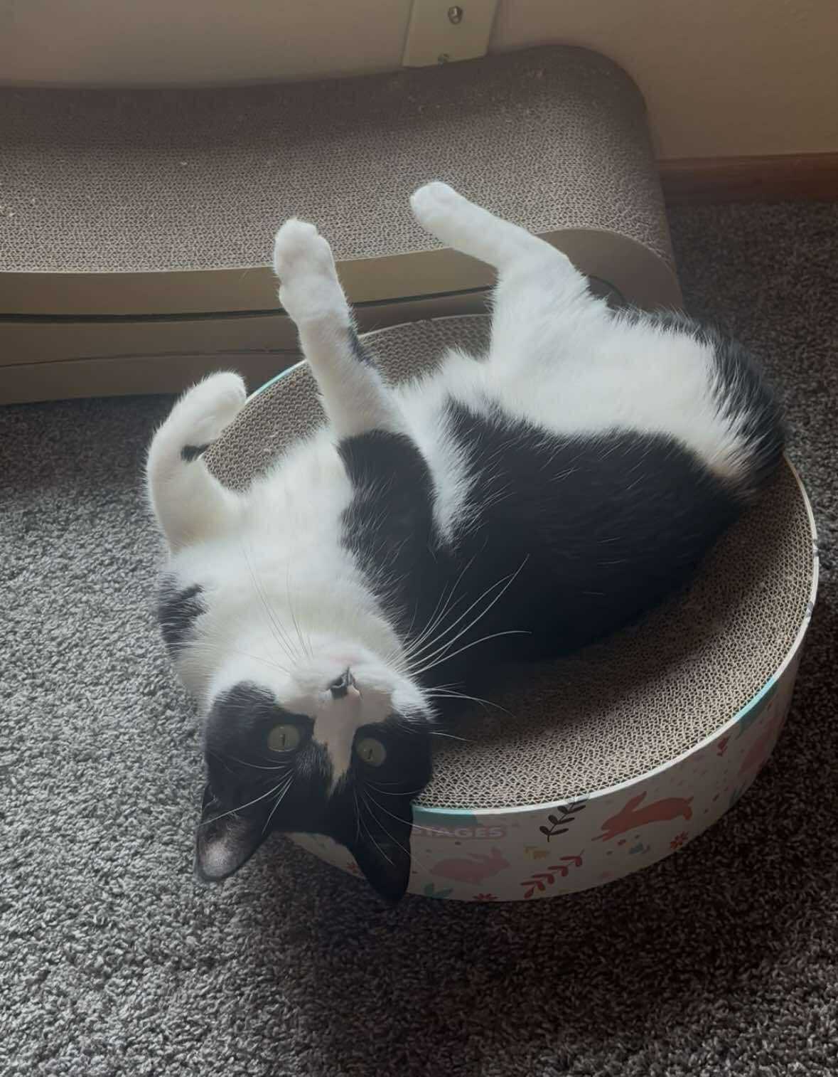 adoptable Cat in Fargo, ND named Juice Box