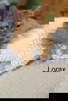 Lorax