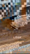 Lorax