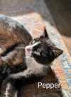 Pepper