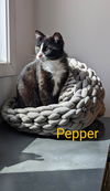 Pepper