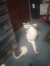 Zinni