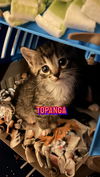 Topanga