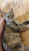 Henrietta