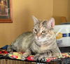 Henrietta