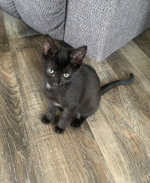 Mia