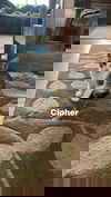 Cipher