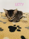Letty