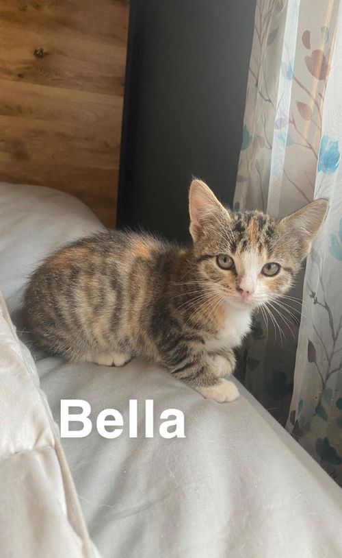 Bella