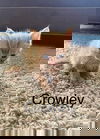 Crowley