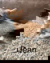 Dean