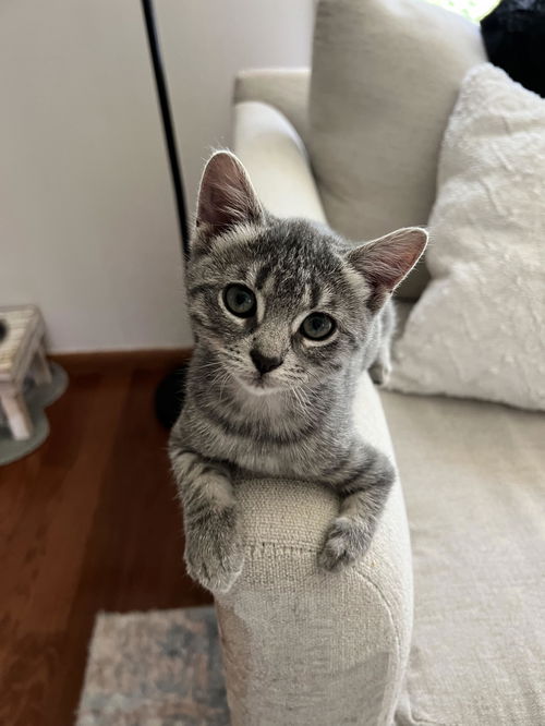 Nemo